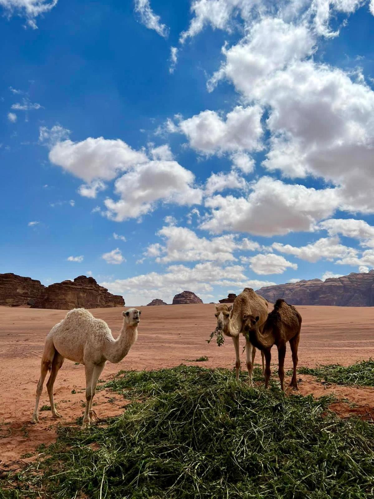 Desert'S Soul Wadi Rum Ad Disah 외부 사진