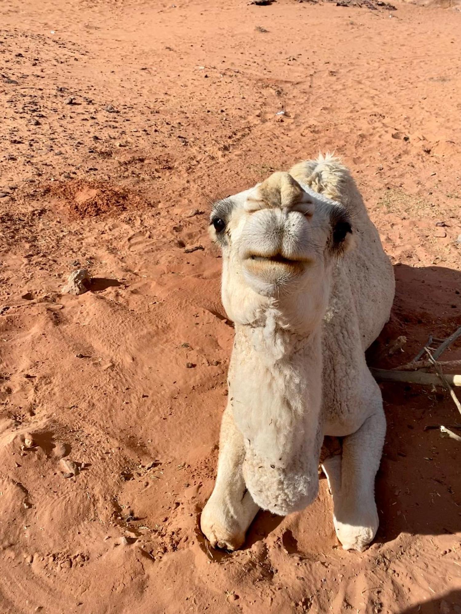 Desert'S Soul Wadi Rum Ad Disah 외부 사진